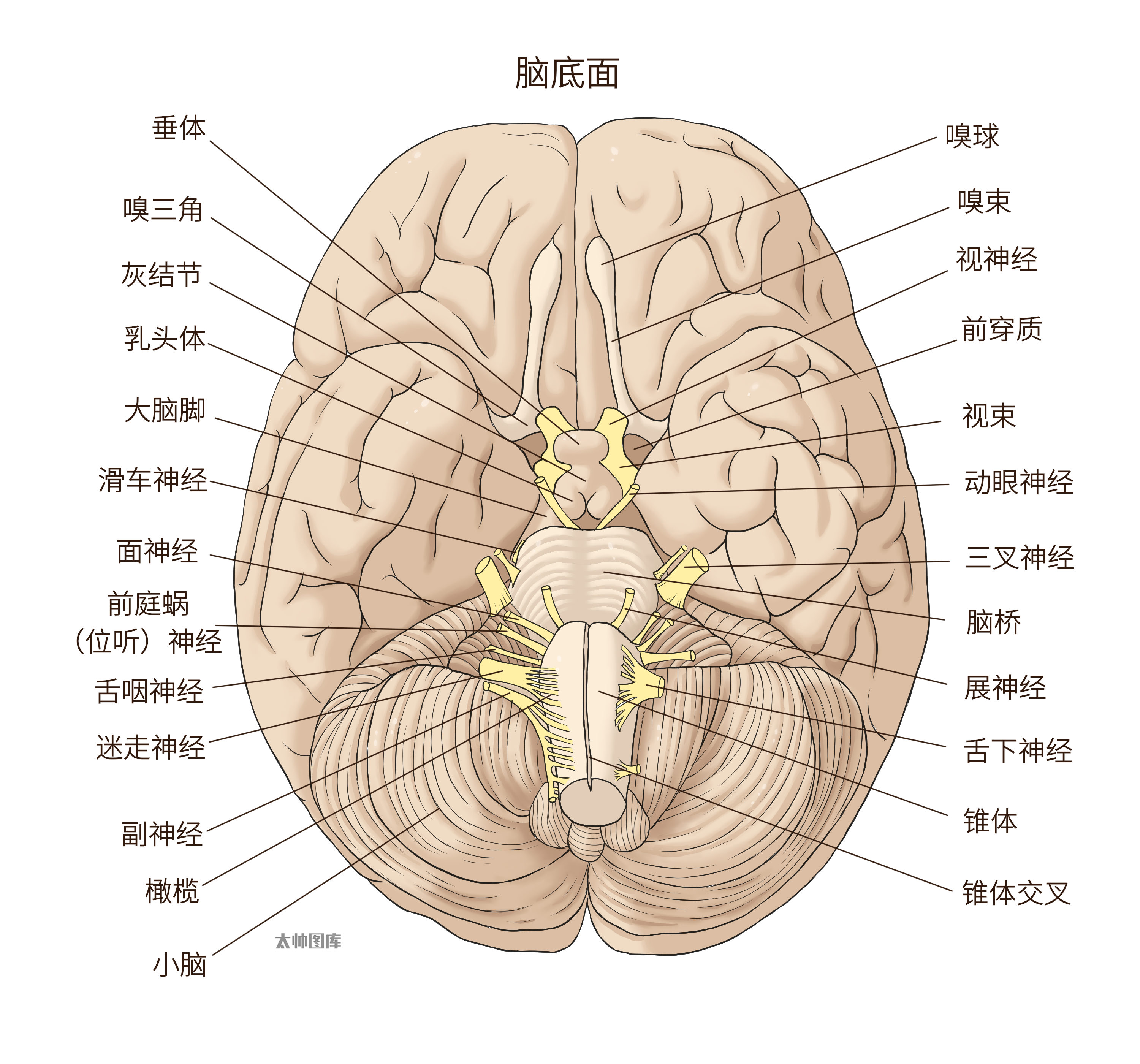 后脑勺解剖图图片