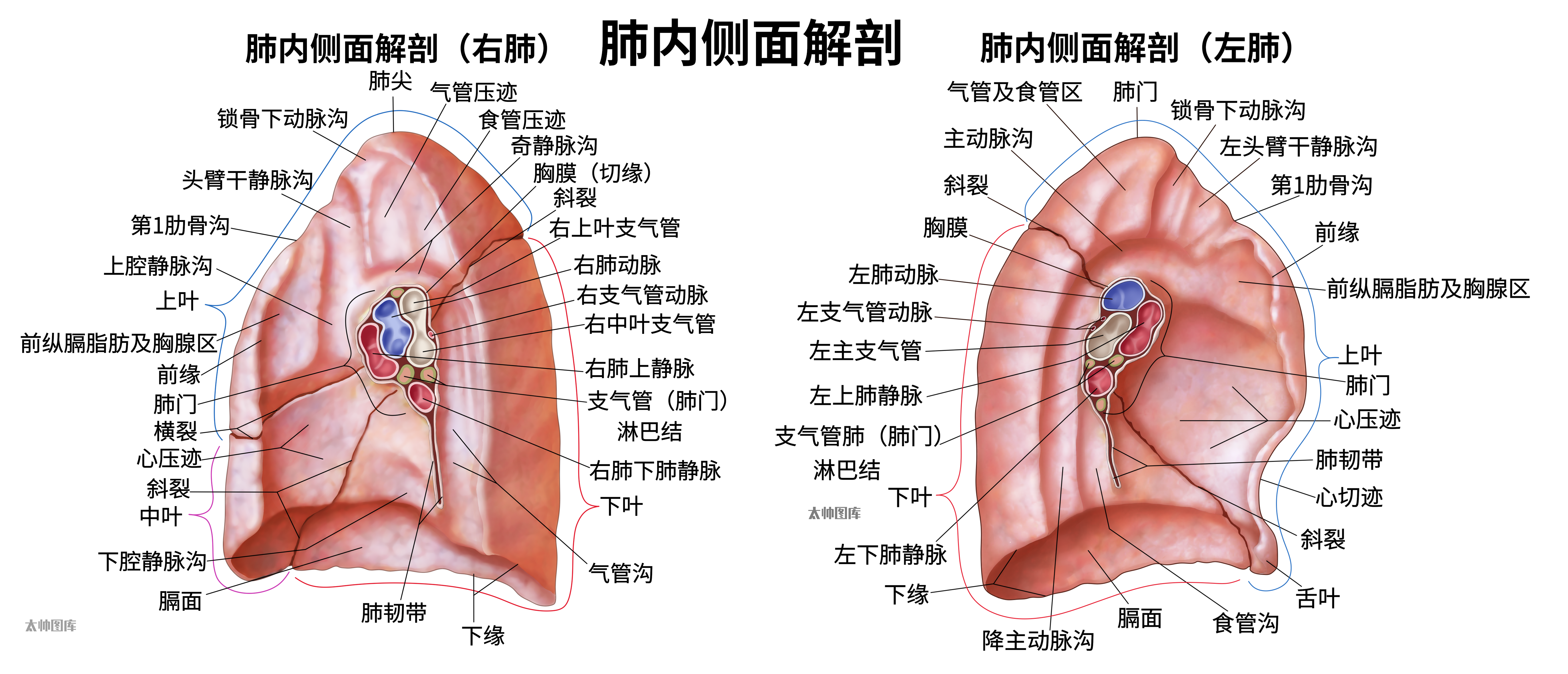 肺内侧面解剖(标注版)