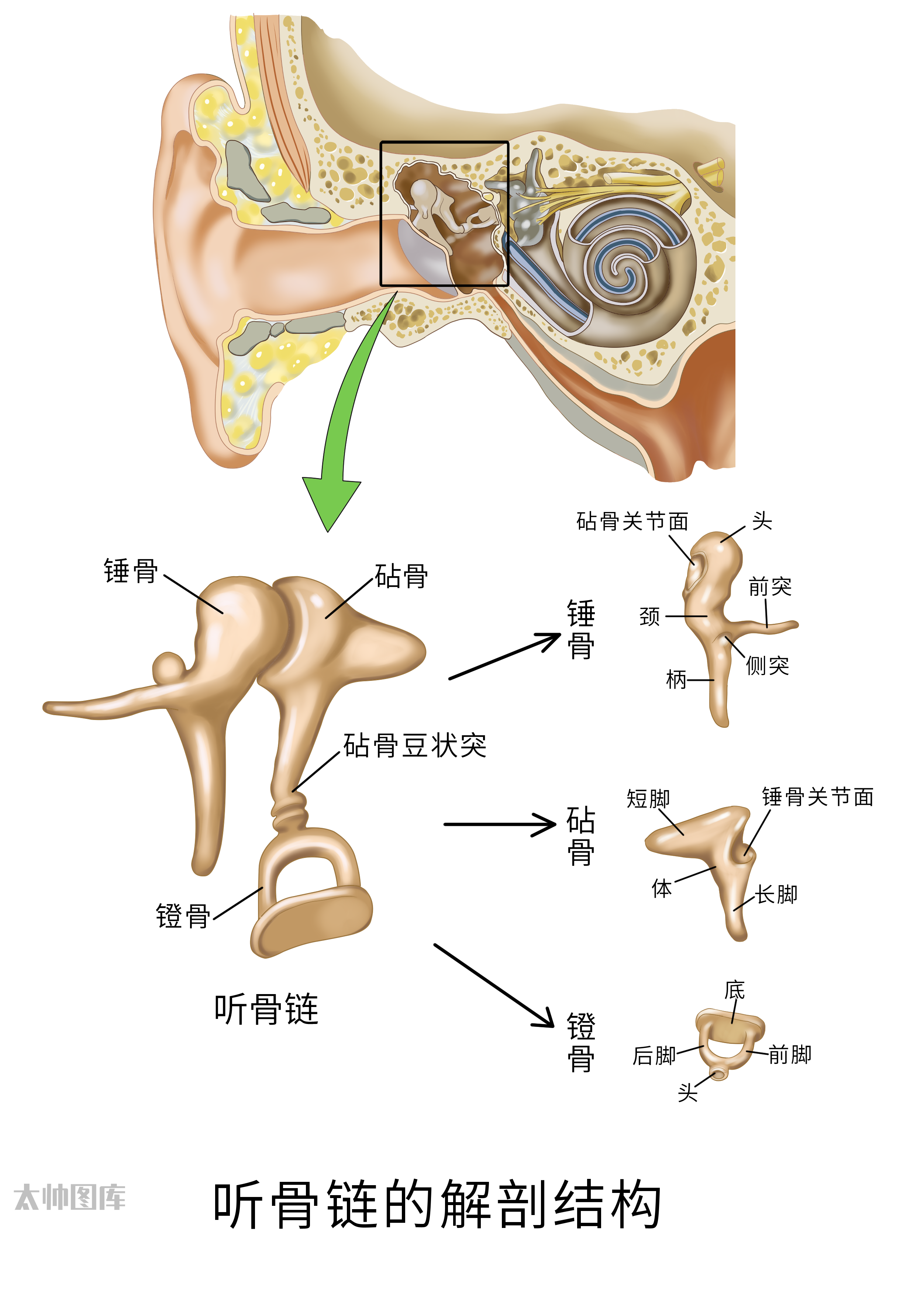 内听道解剖图图片