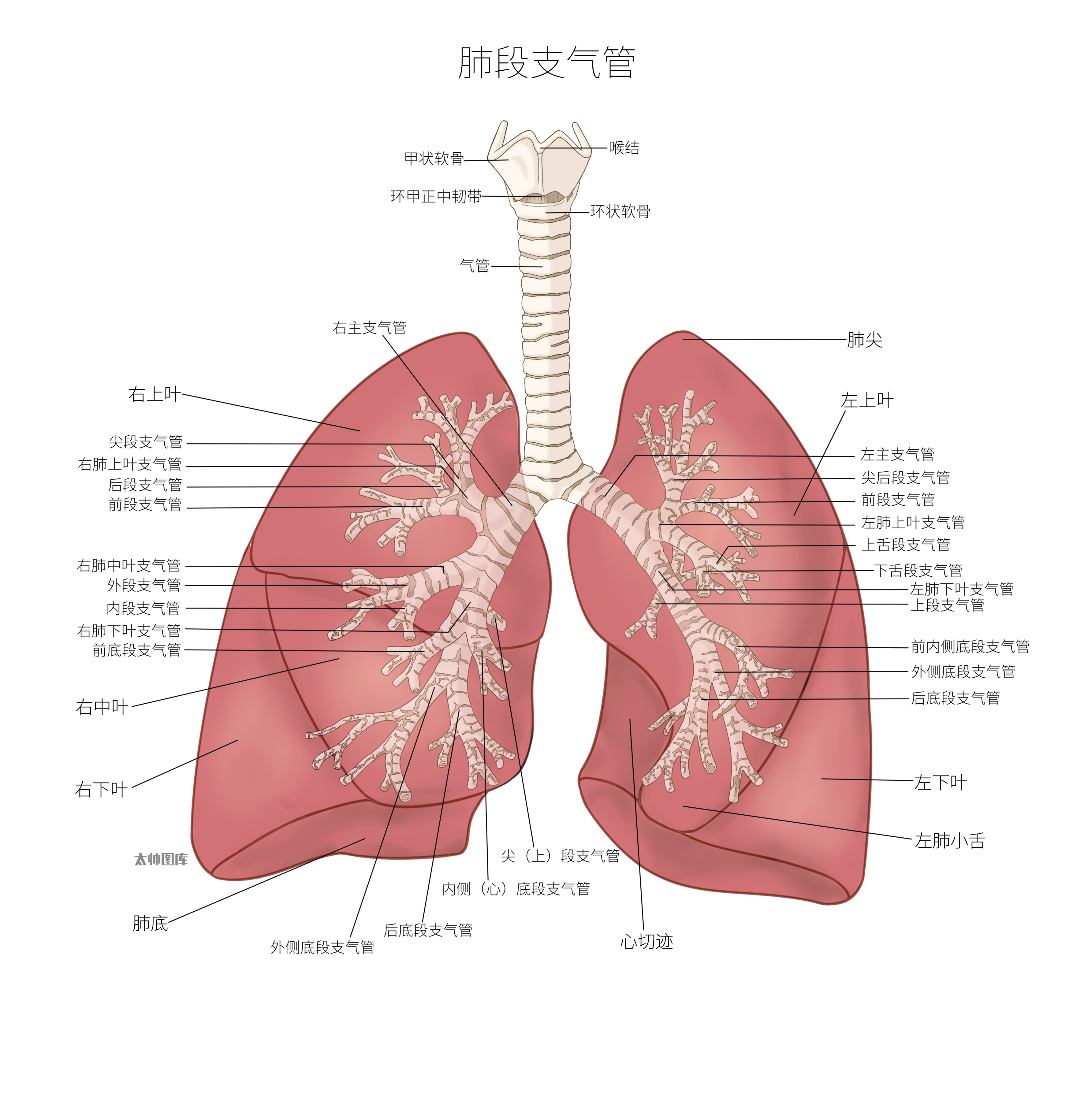 肺段支气管(标注版)