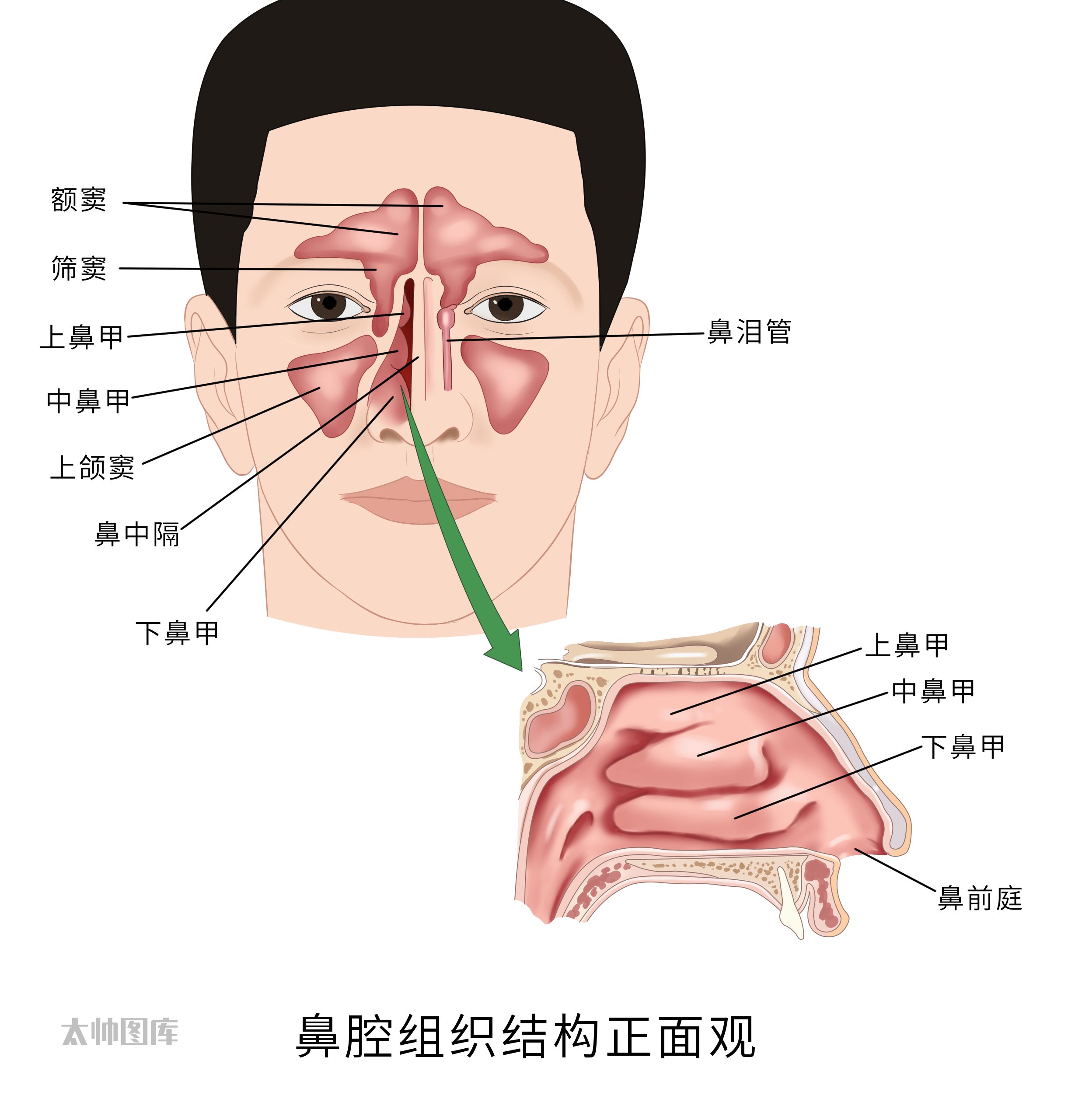 鼻道正面结构图图片