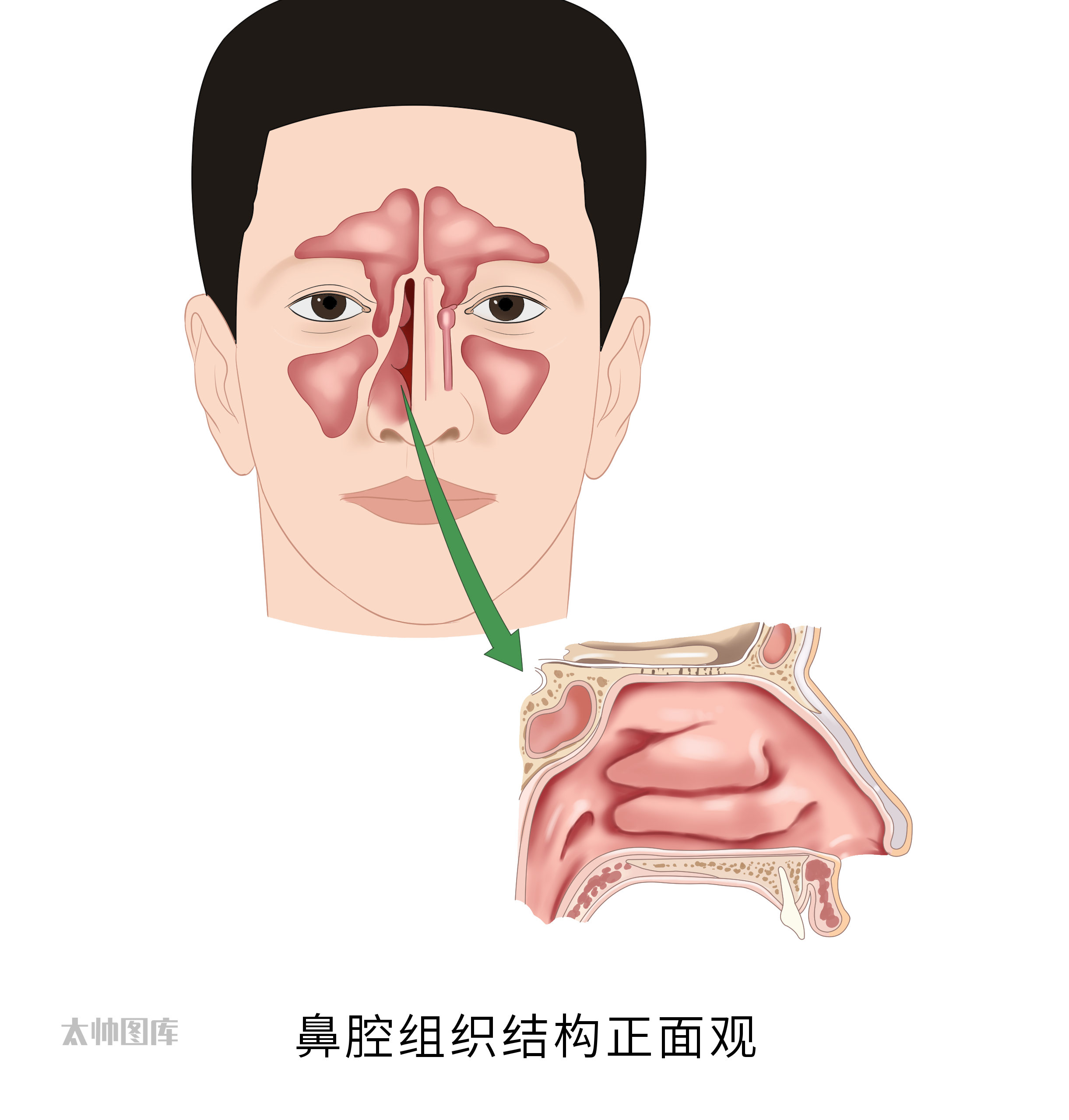 鼻腔组织结构正面观标注版