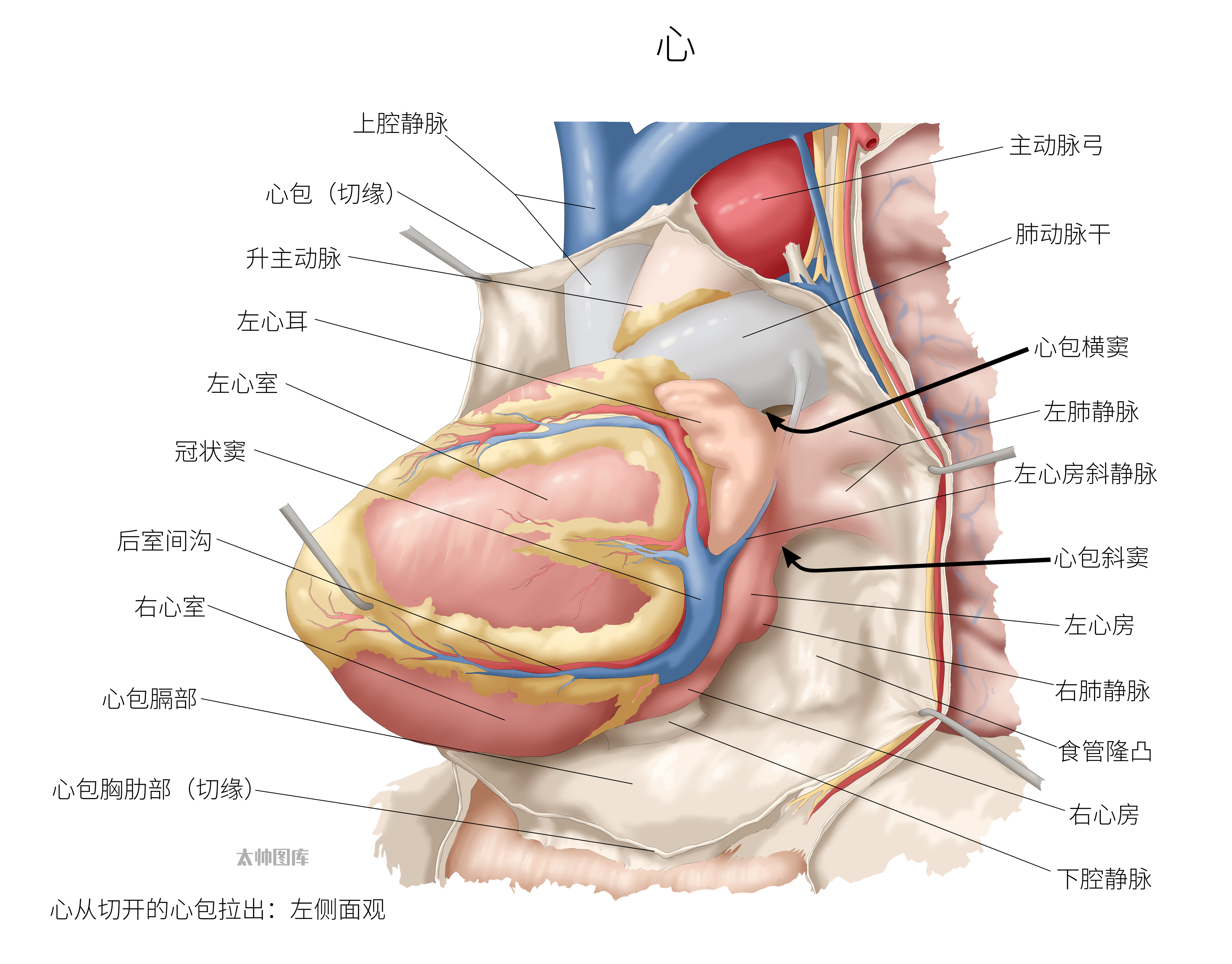 心包的构成图片