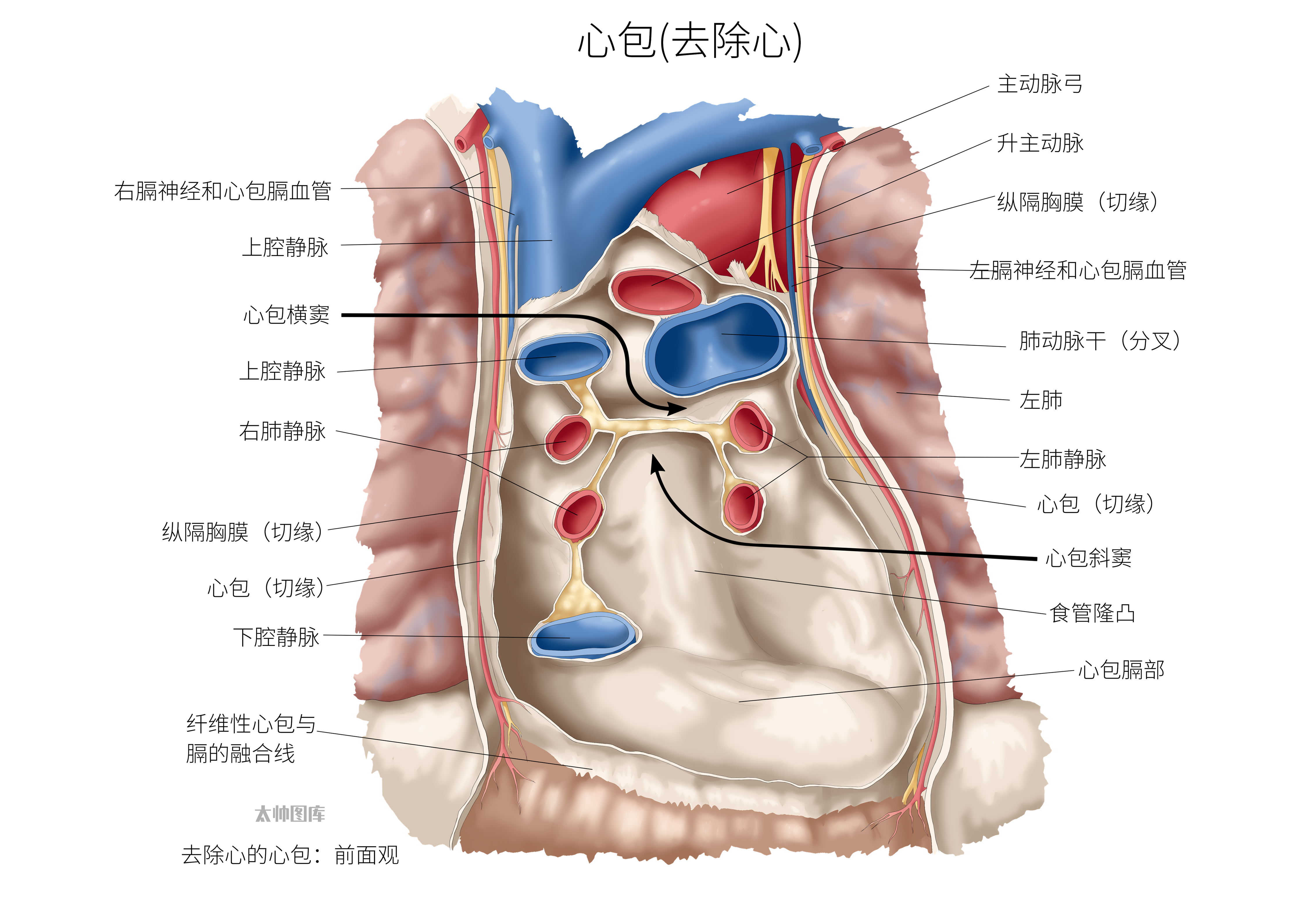纤维心包和浆膜心包图片