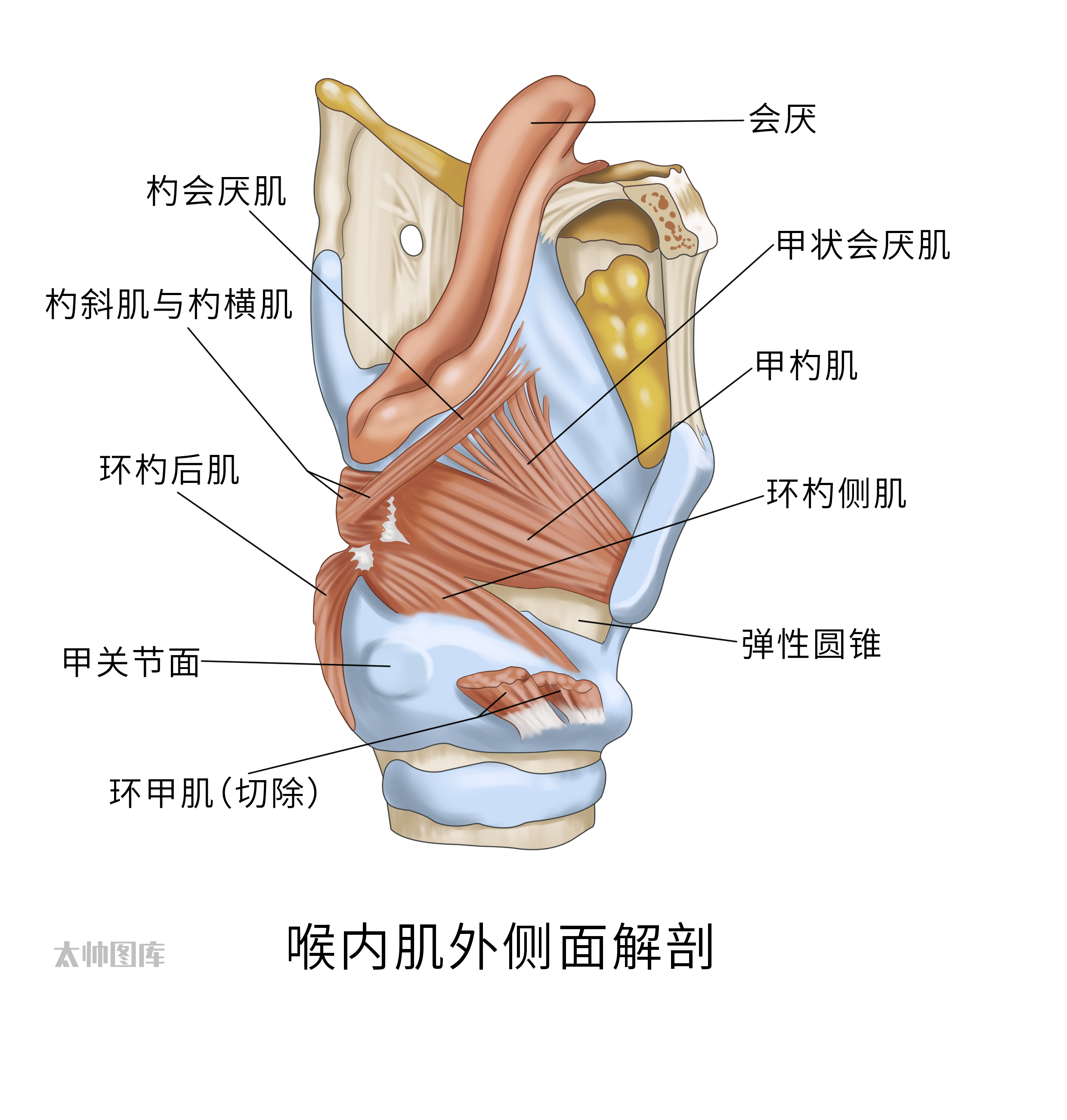 喉内肌解剖图图片