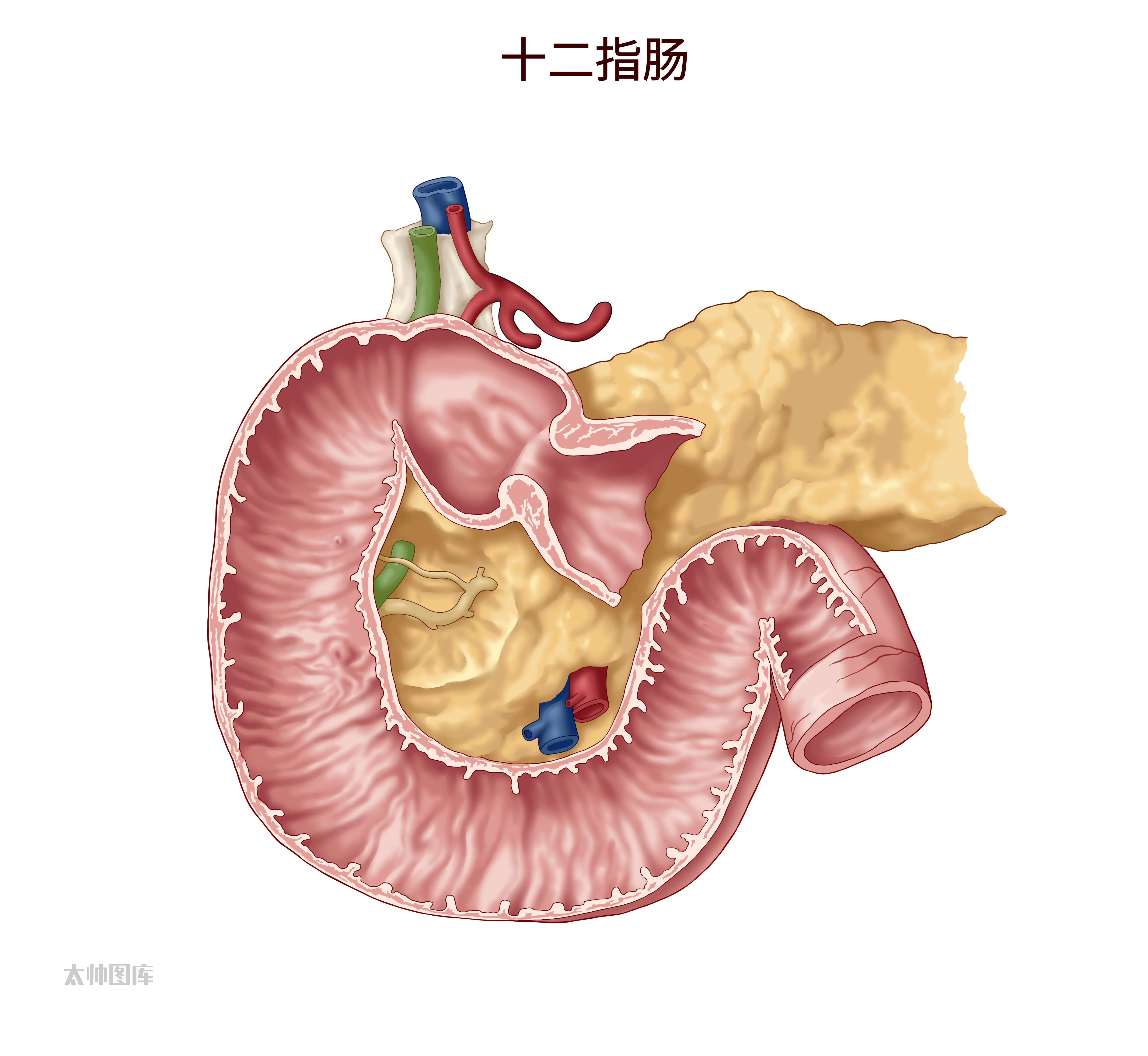 12指肠解剖图图片