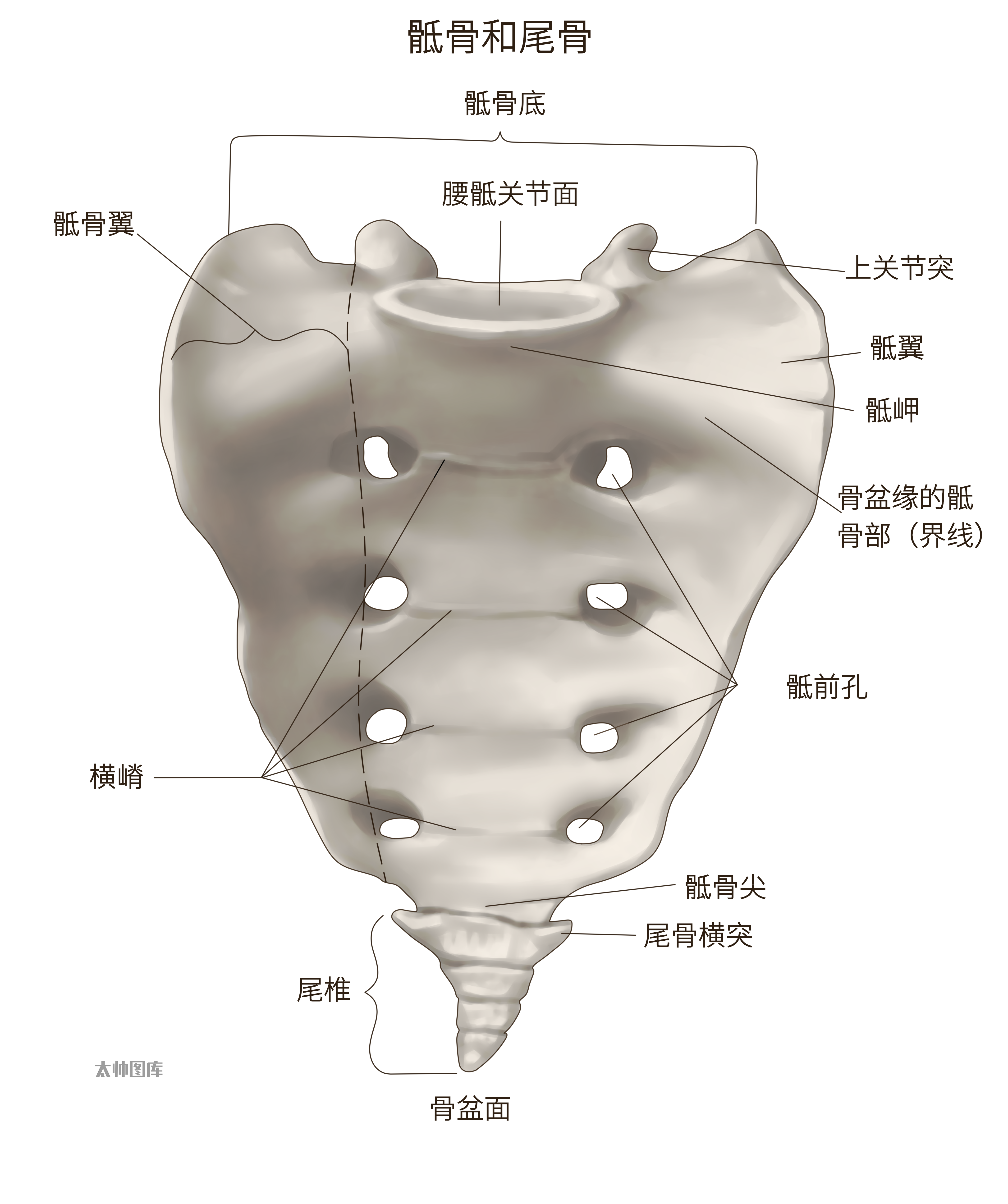 尾骨与骶骨的位置图图片