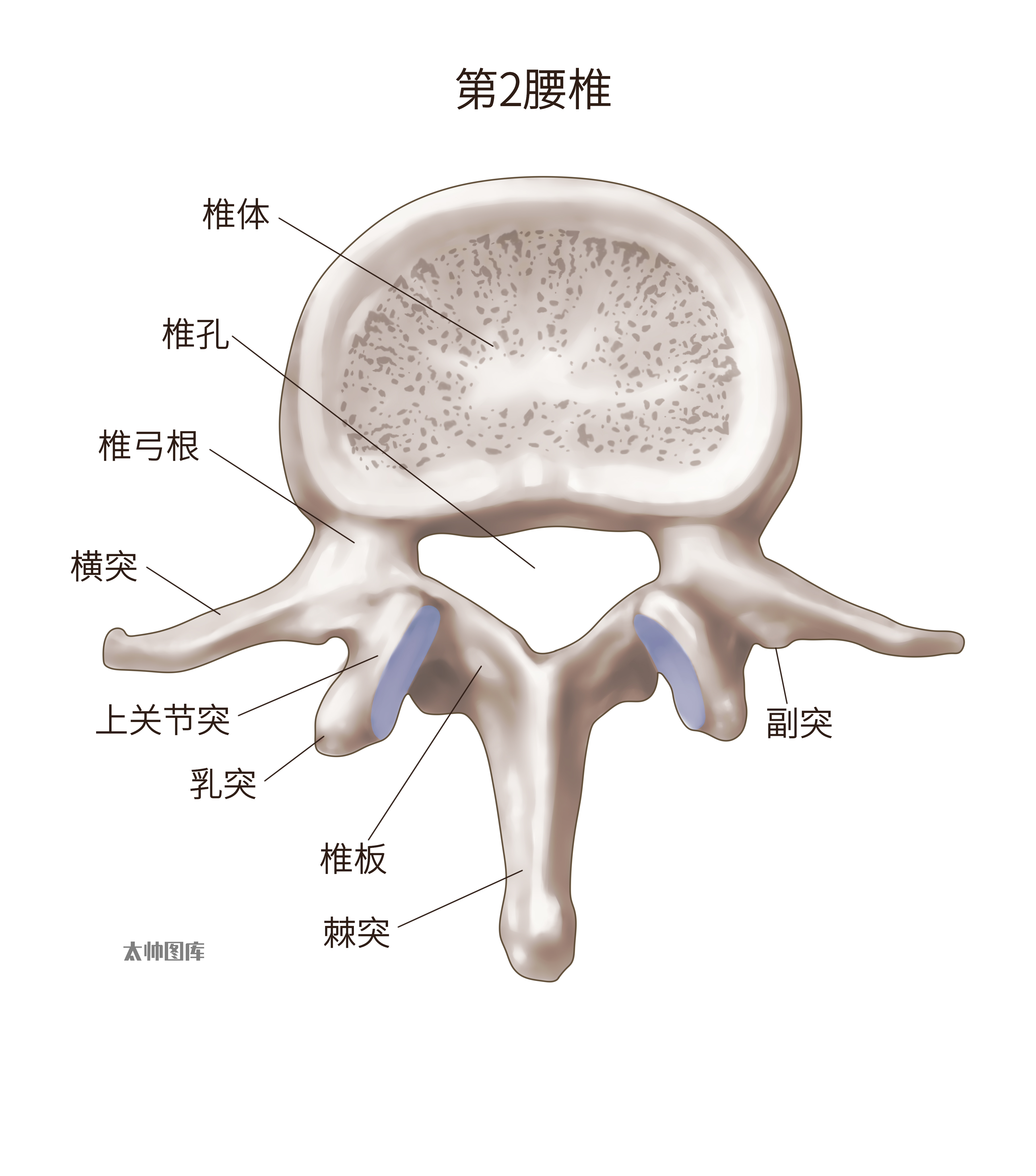 荐椎部原始点图片