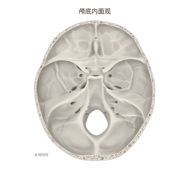 颅底内面观标注版