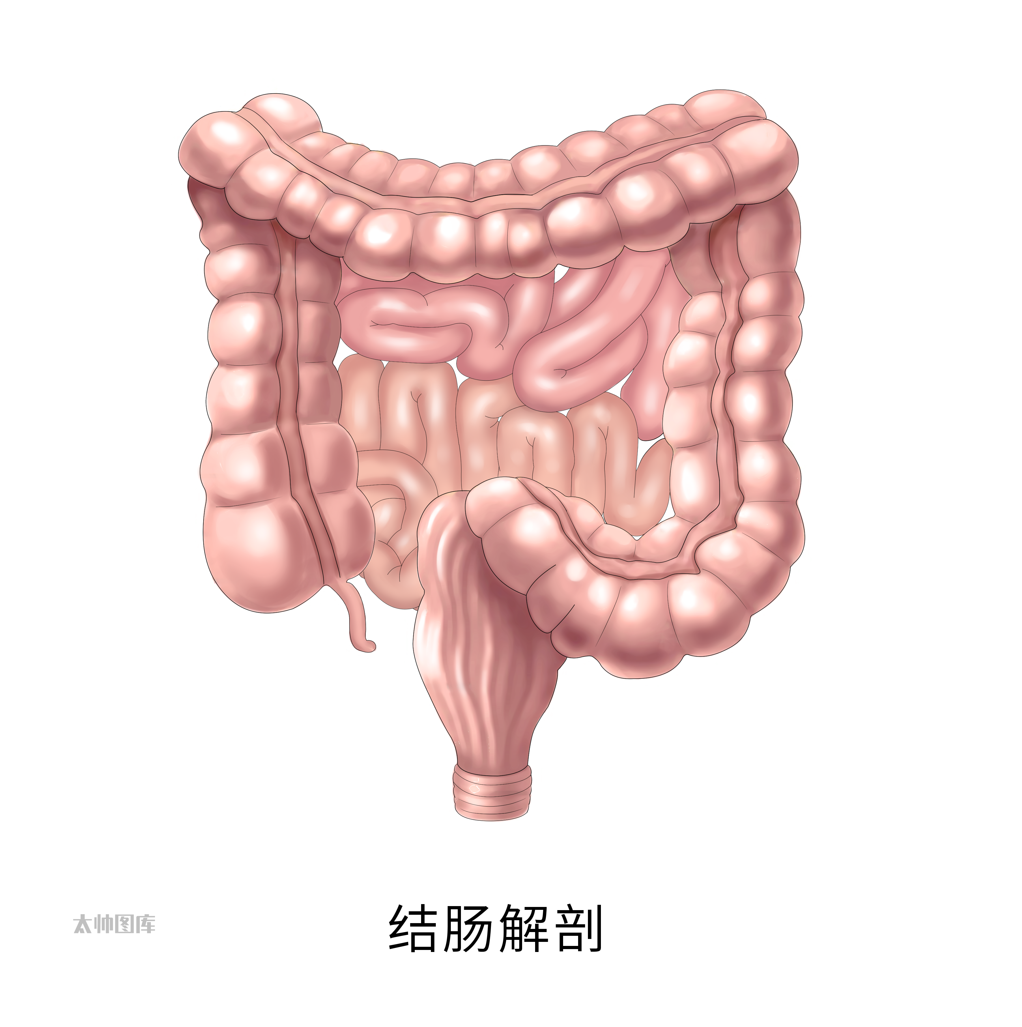 结肠图片大全大图图片