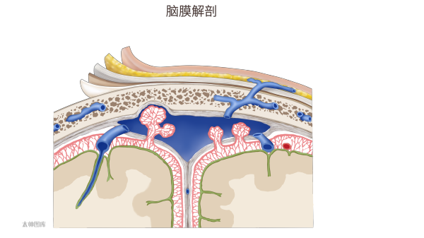 腦膜解剖標註版