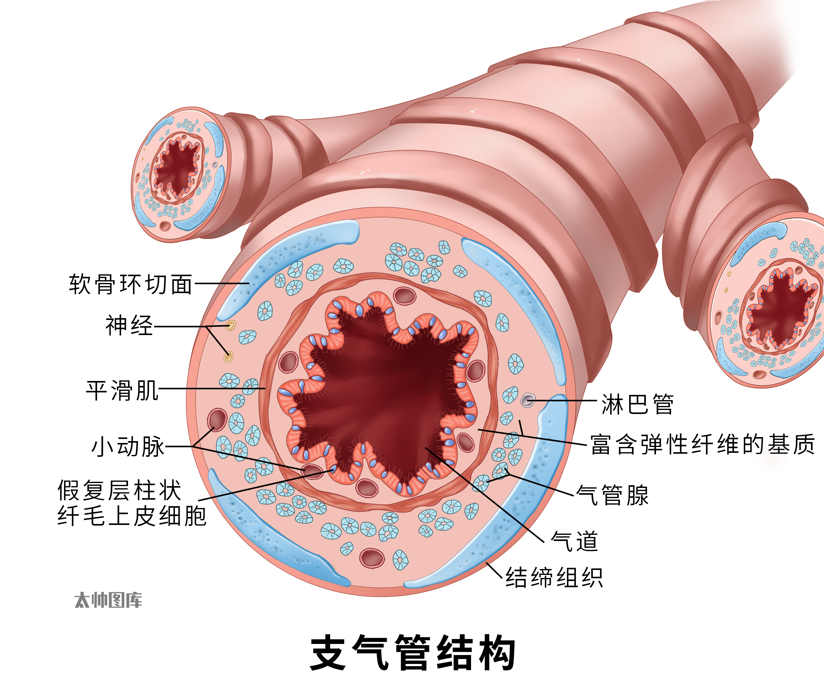支气管 立体结构图片