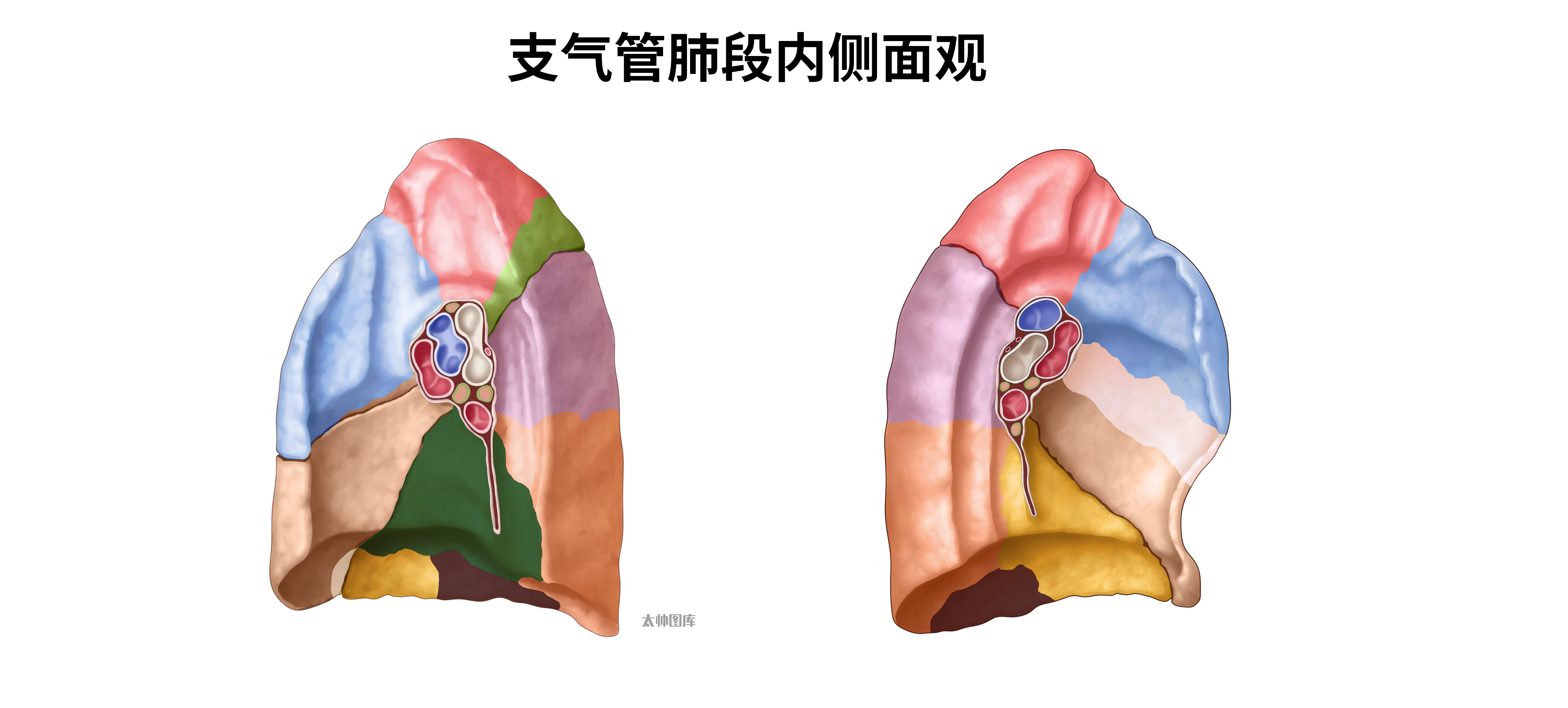 右肺支气管三维图图片