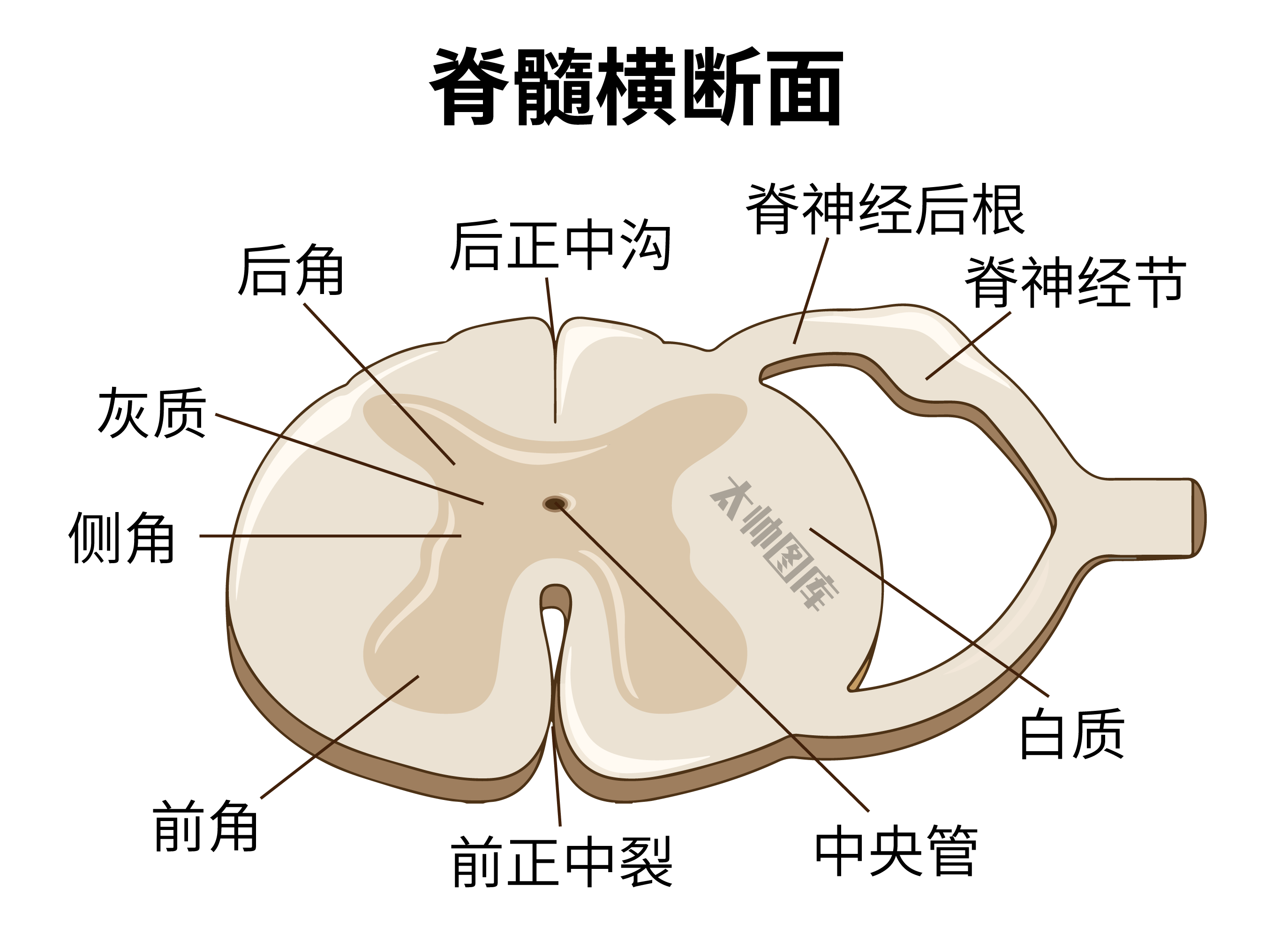 脊髓横切面解剖图图片