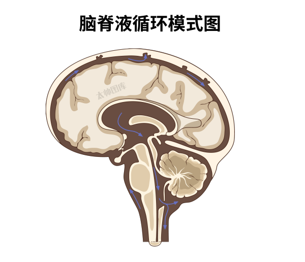 脑脊液循环模式图 | 医学插画