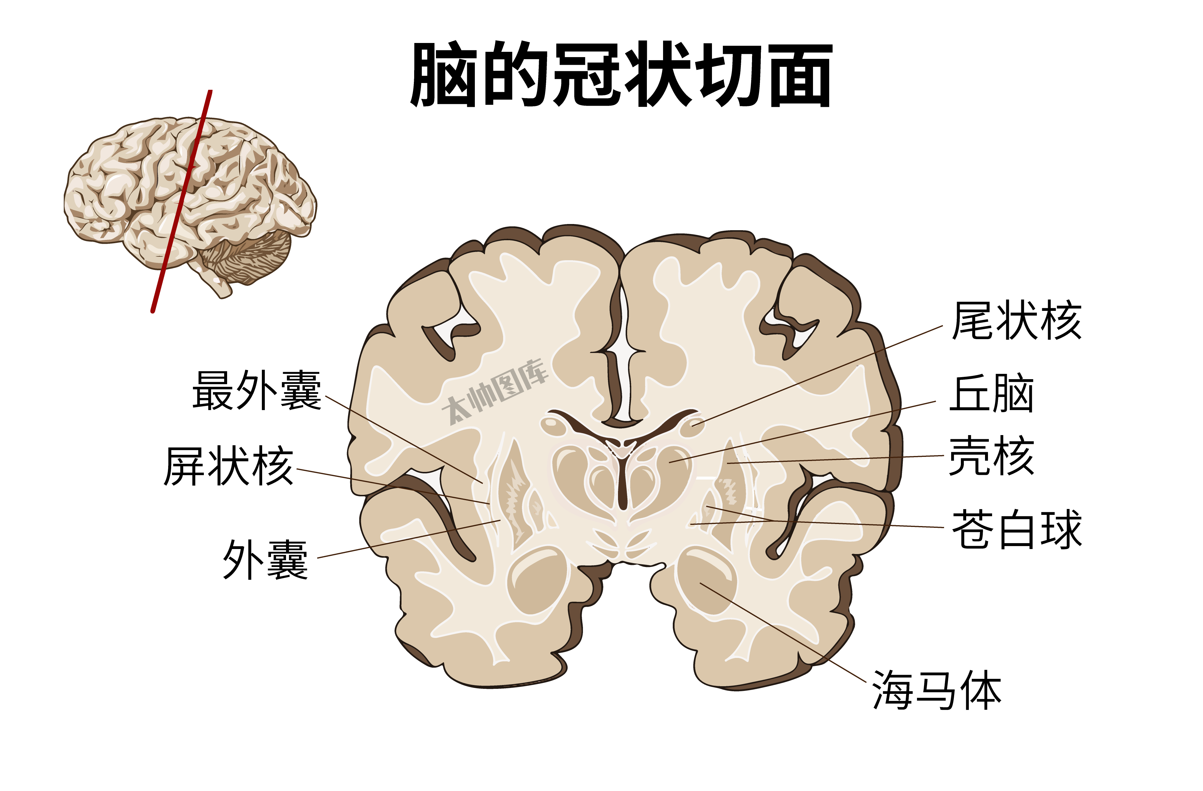 脑的冠状切面(标注版)