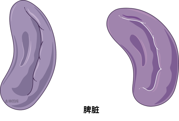 脾脏 | 医学插画