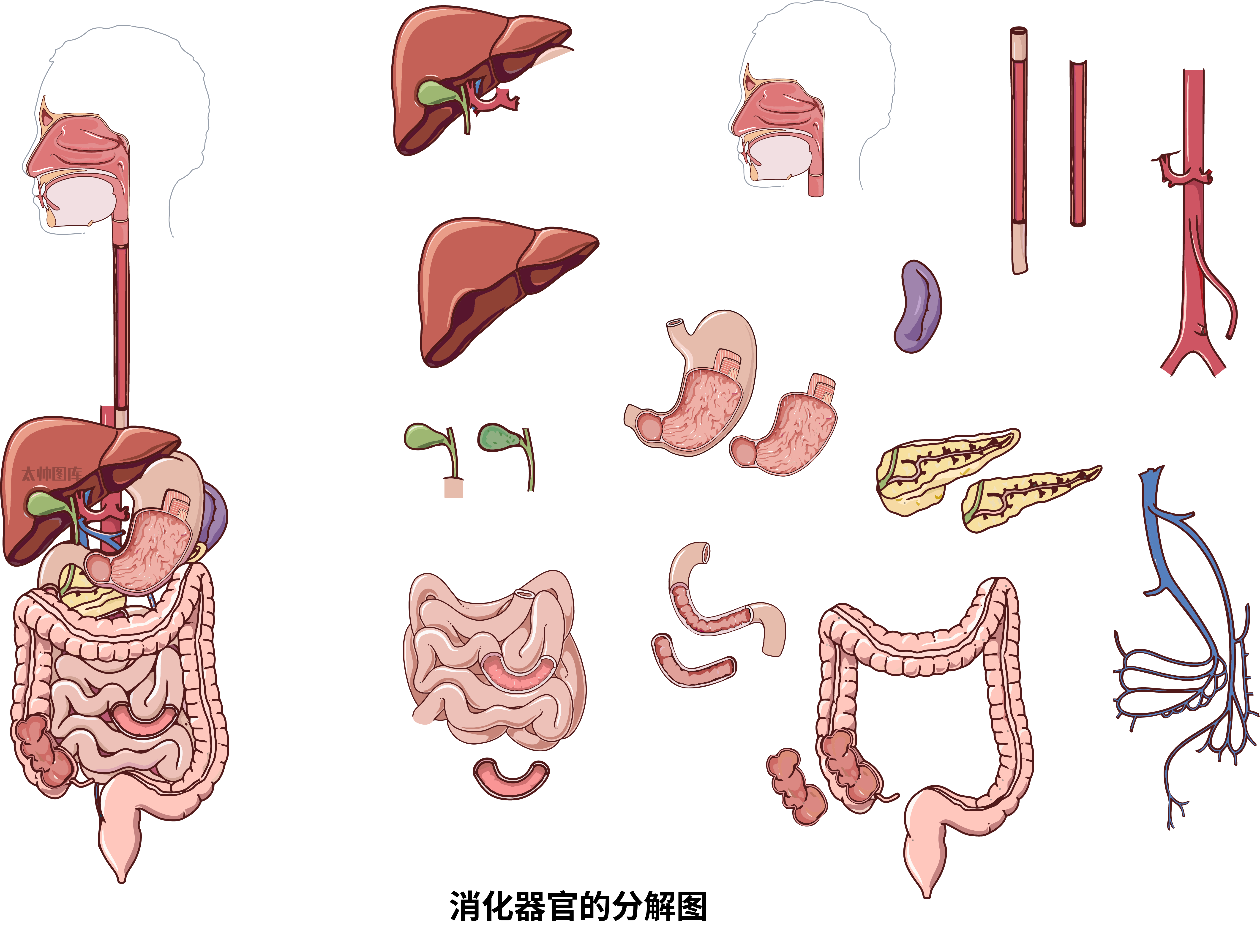消化器官的分解图