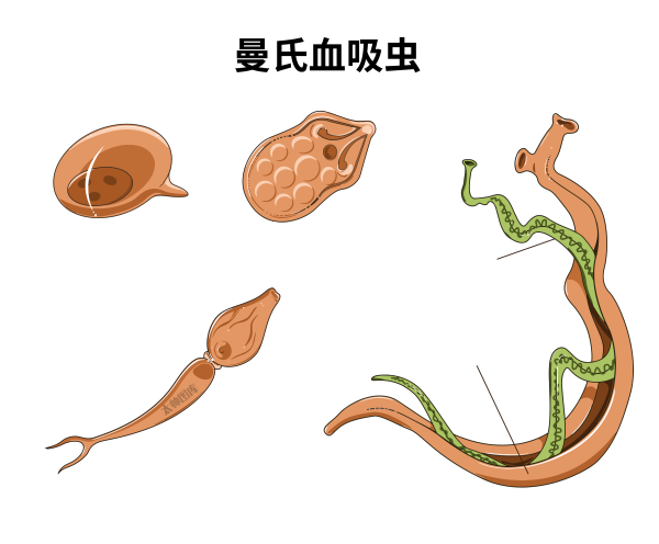 曼氏血吸虫 | 医学插画