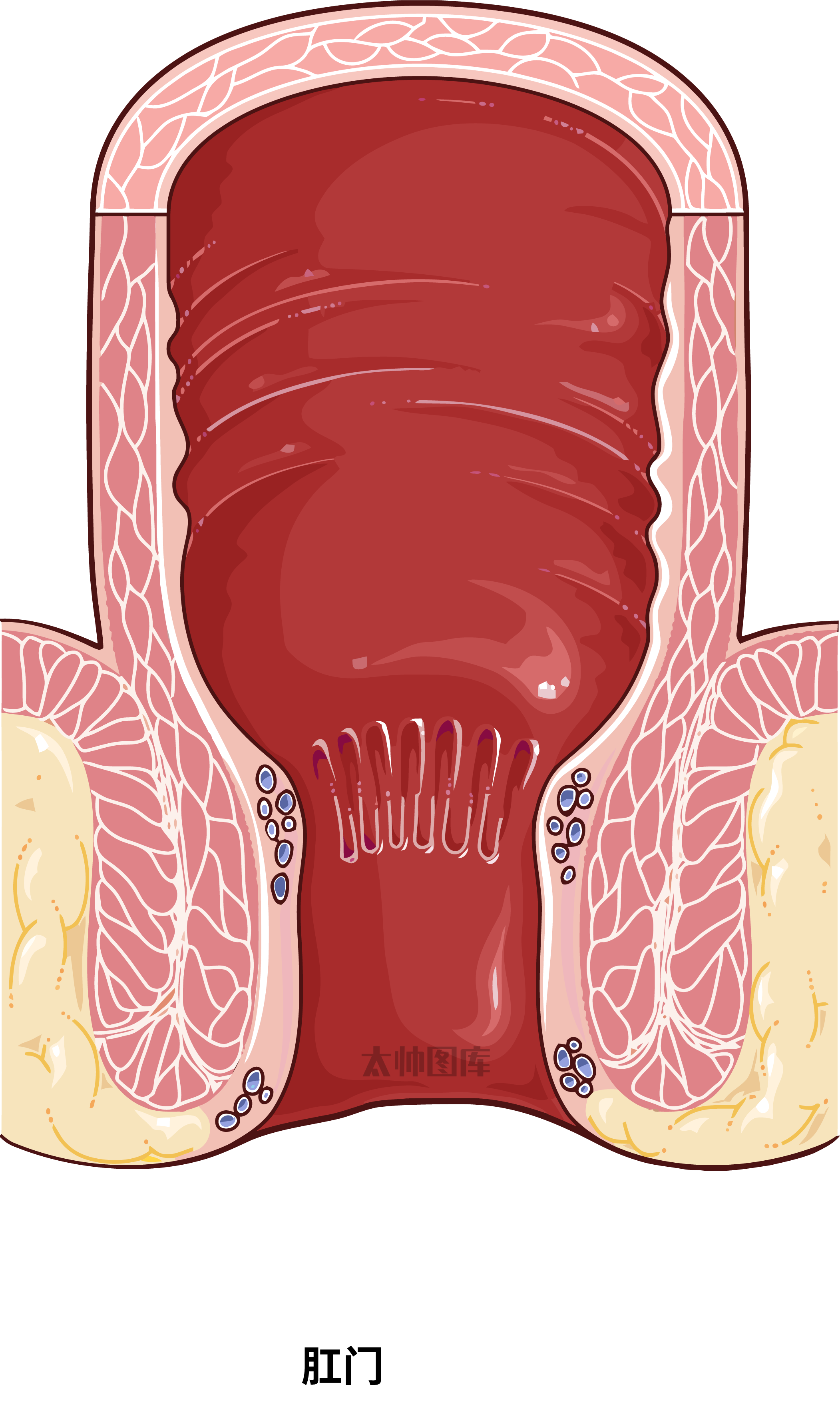 肛门点位分布图图片
