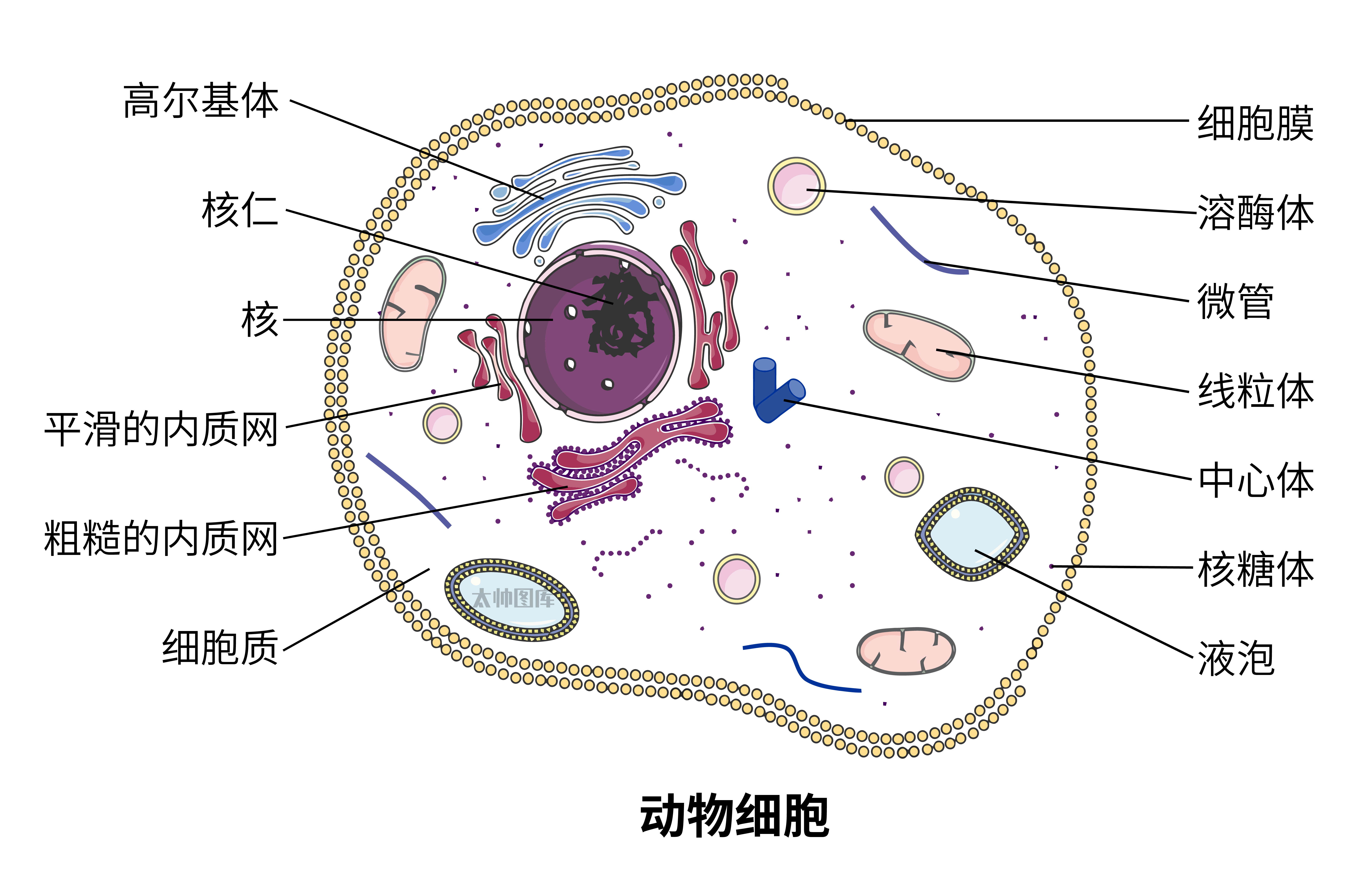 动物细胞图图片