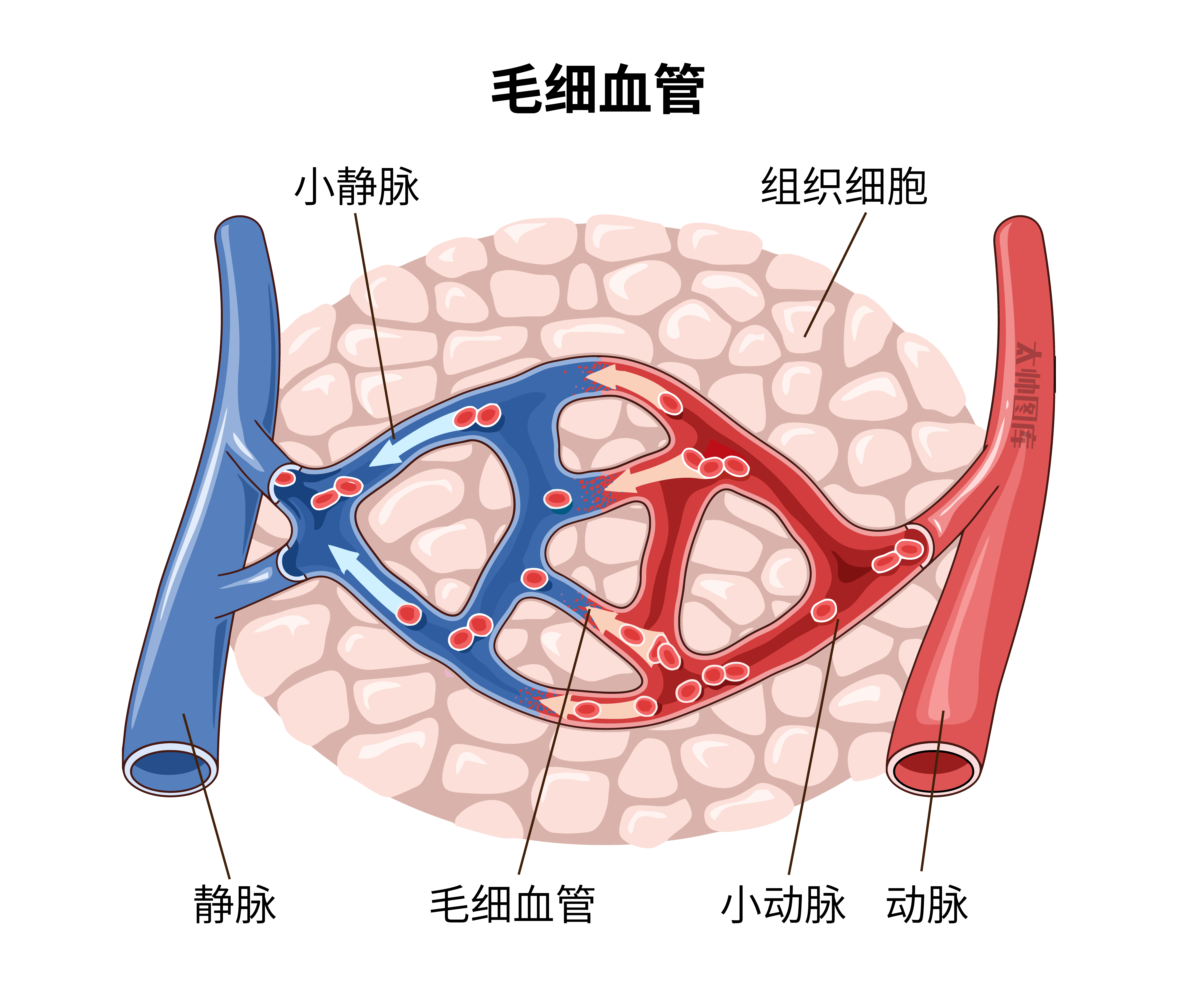 毛细血管结构模式图图片