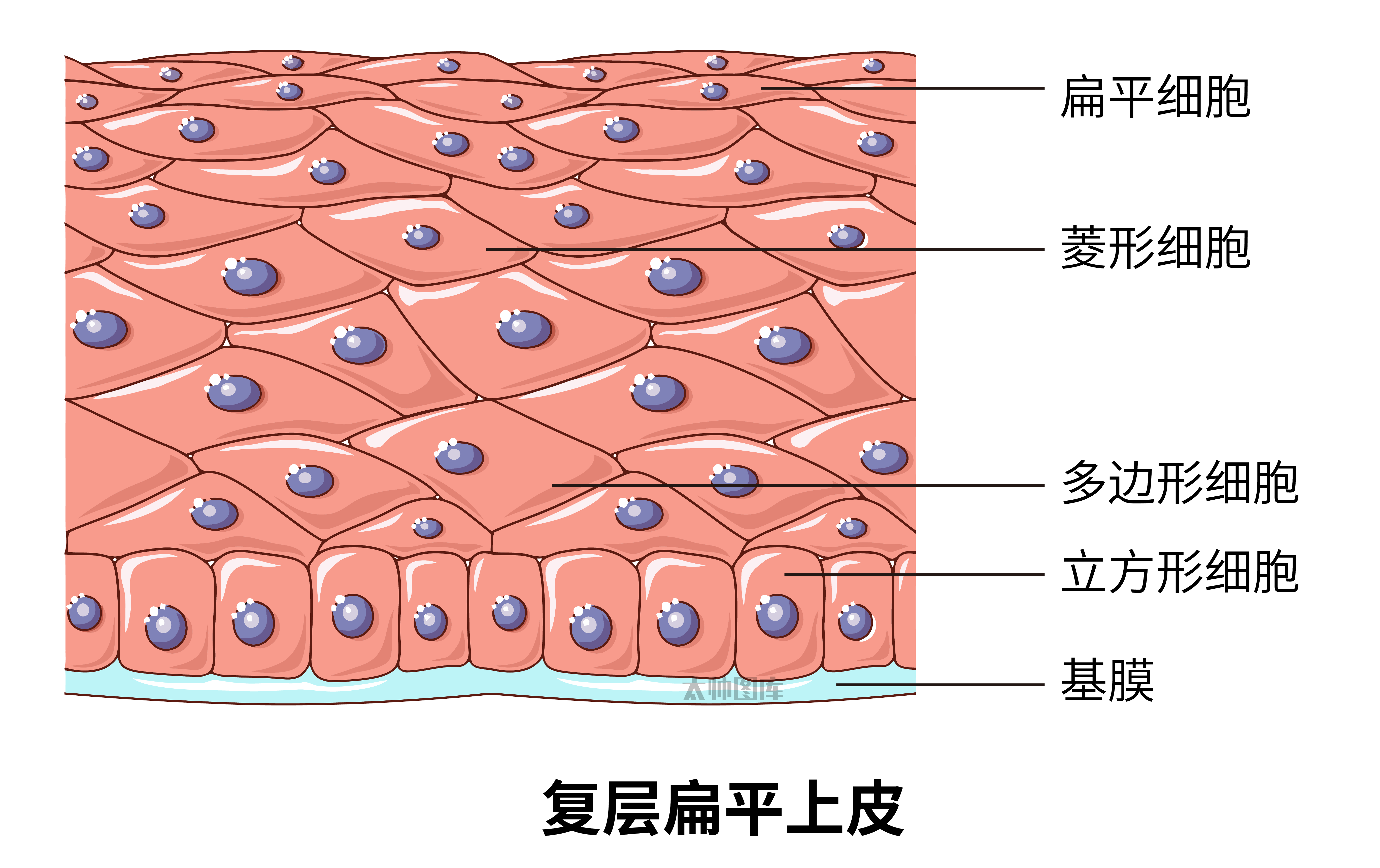 复层扁平上皮细胞绘图图片