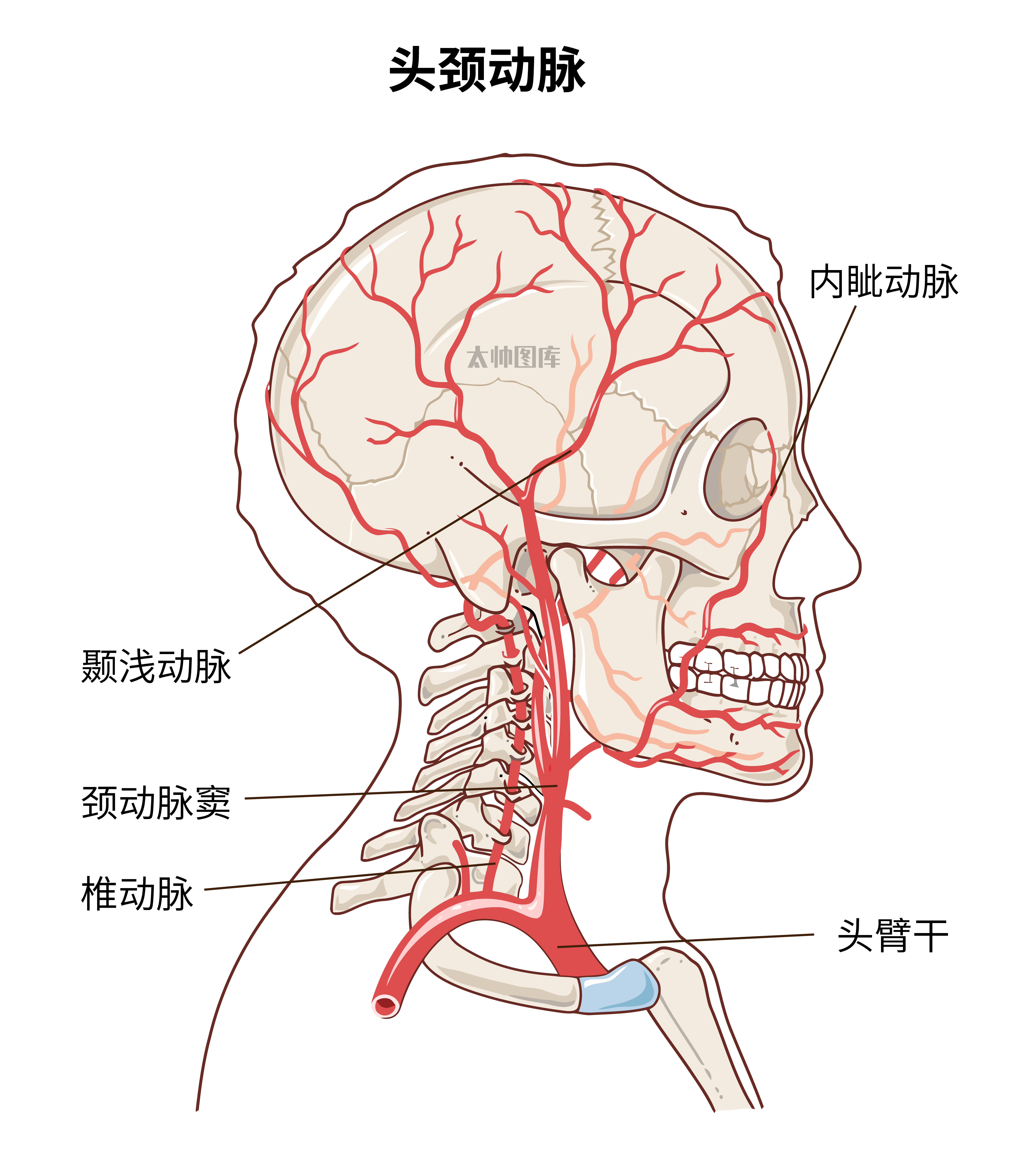 头颈动脉颞浅动脉内眦动脉椎动脉简版心血管颈动脉窦头臂干头部动脉
