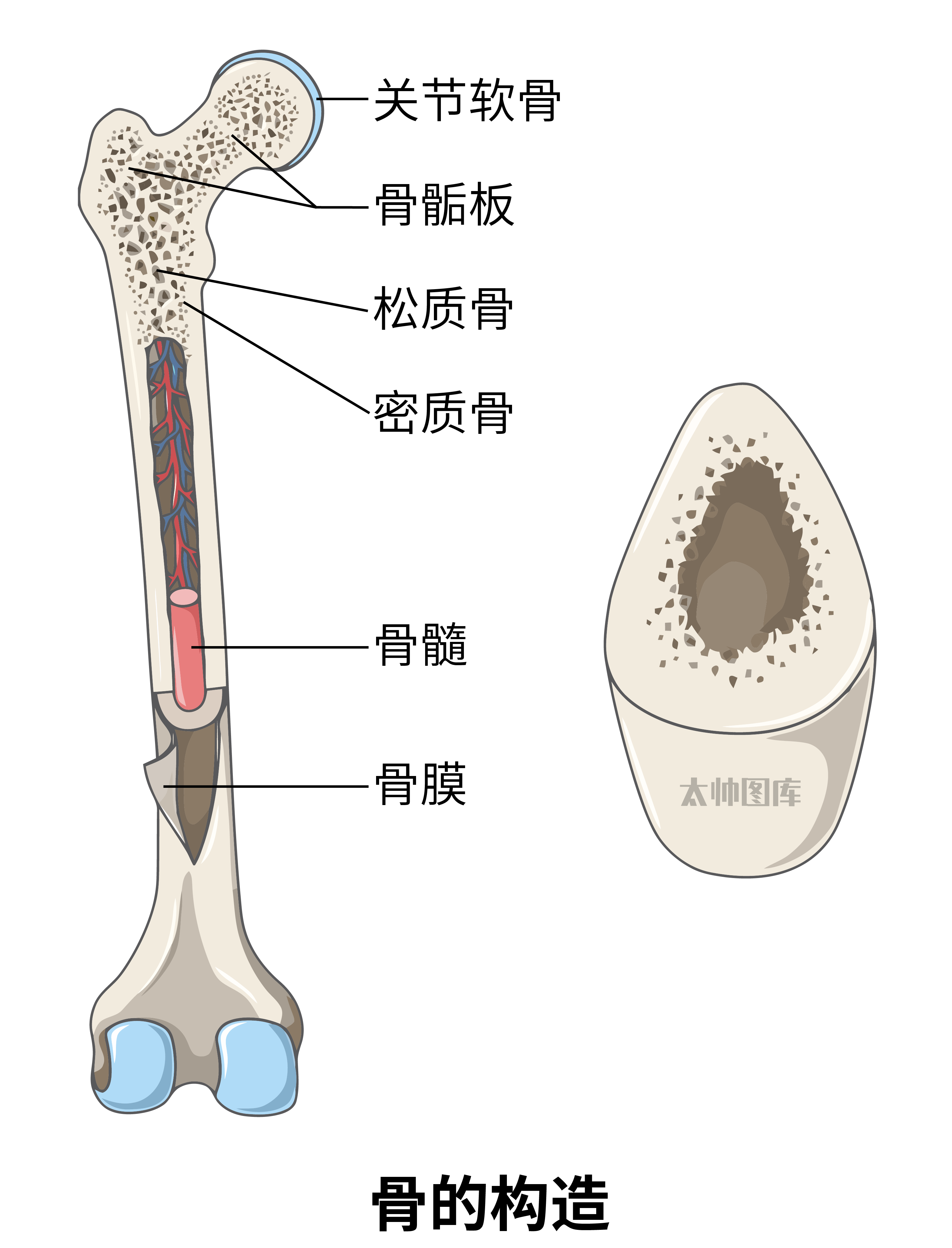 骨膜与骨皮质图片图片