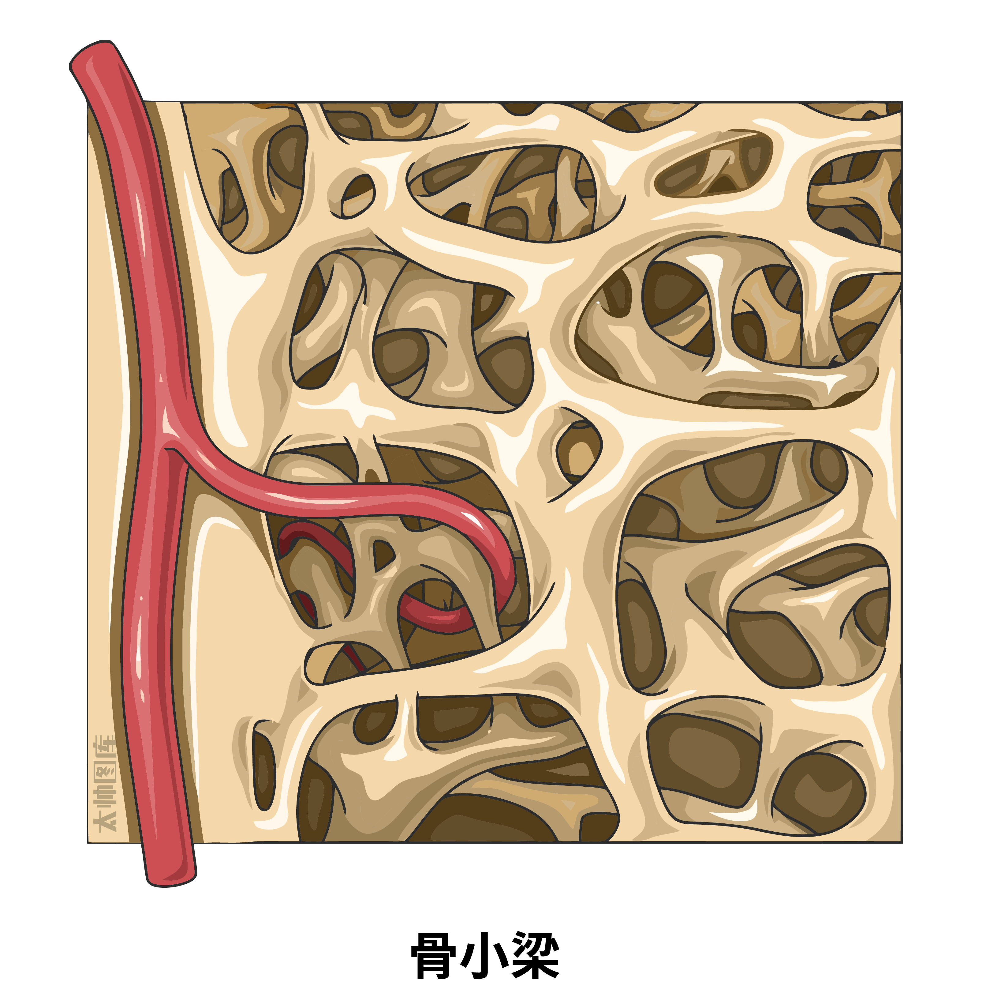 骨小梁示意图图片