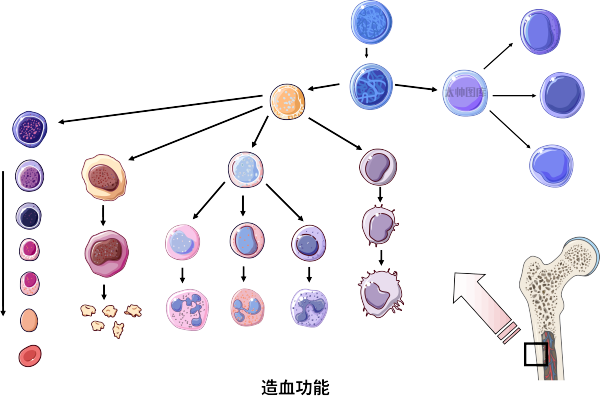造血功能(标注版) | 医学插画