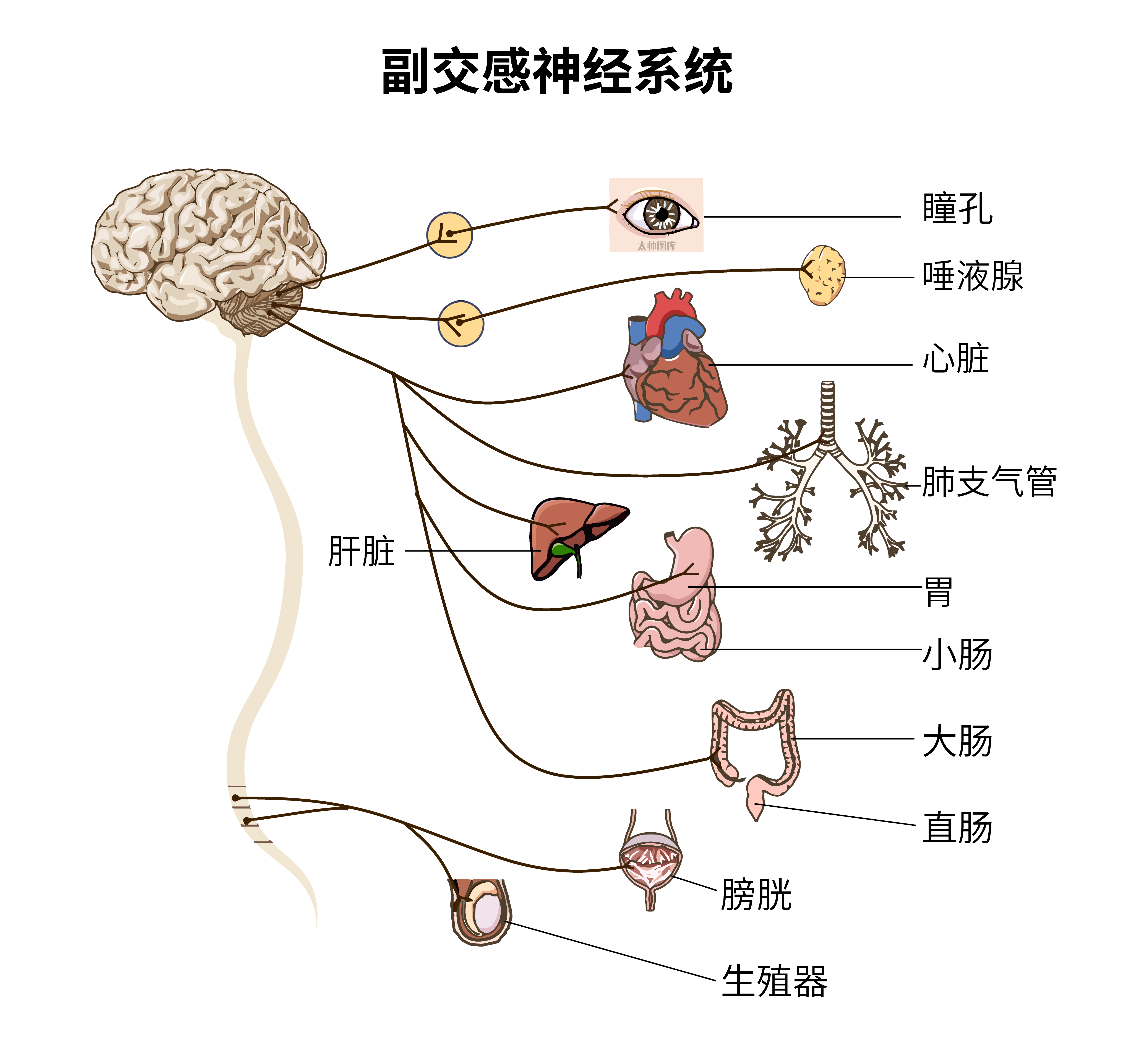 副交感神经系统(标注版) 