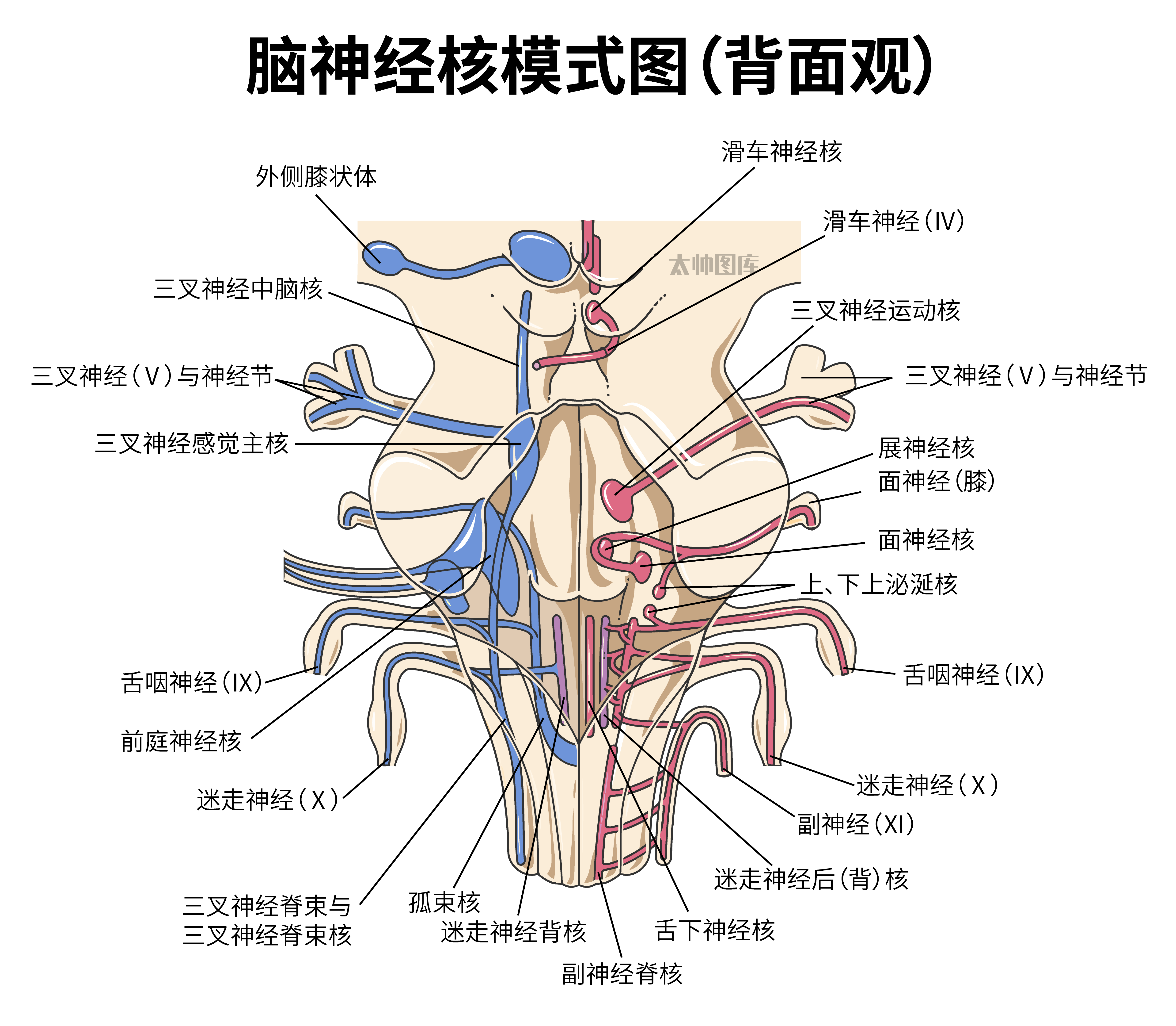 脑神经核模式图(背面观)(标注版) 