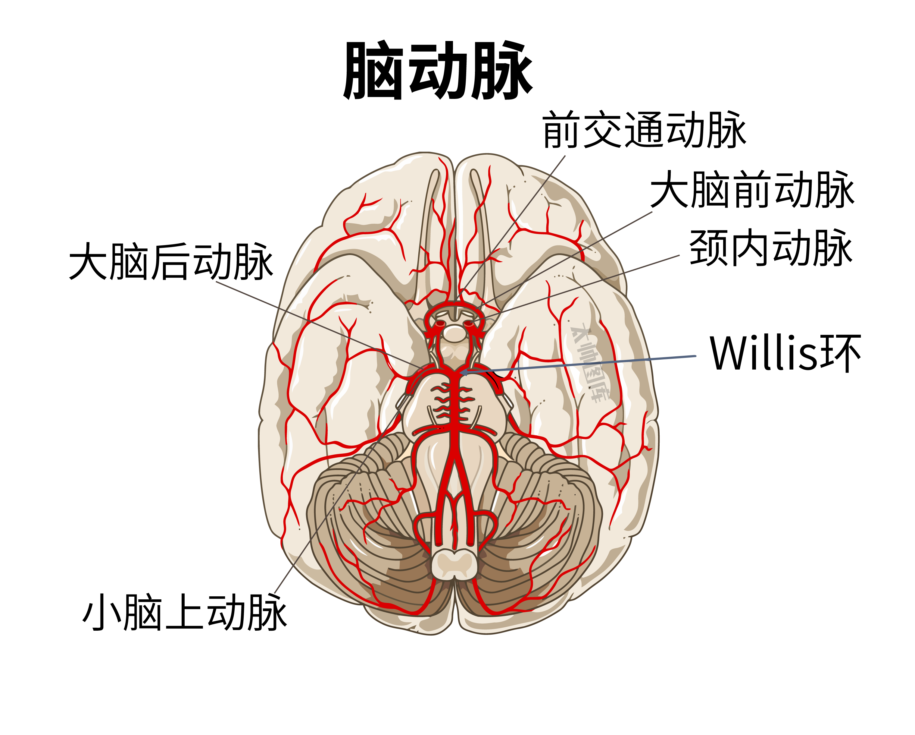 脑动脉脑血管大脑后动脉小脑上动脉前交通动脉大脑前动脉颈内动脉简版