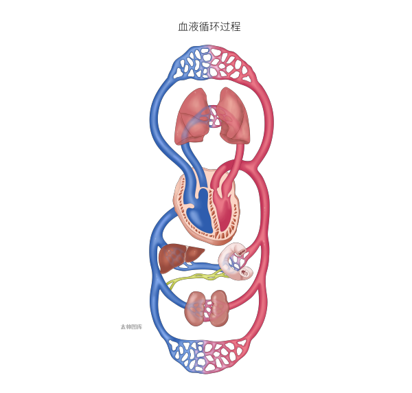 血液循环过程 | 医学插画